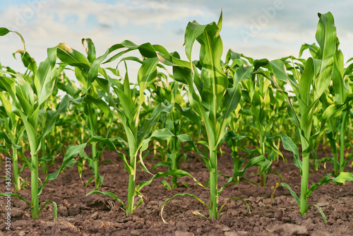 field of fresh young corn stalks cornfield