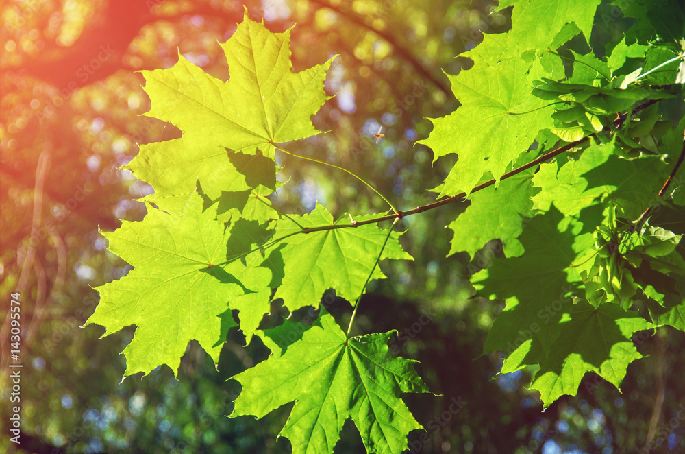 green leaves on the green backgrounds green leaves on the green backgrounds