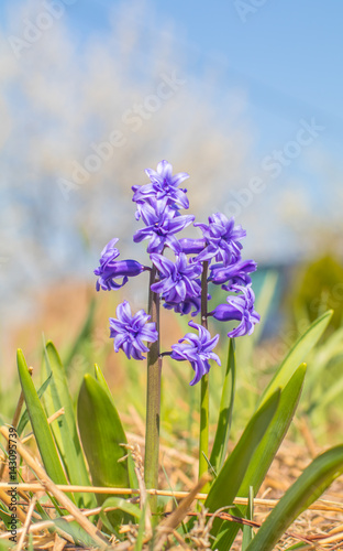 Background of tender violet purple flowers hyacinths closeup on blue sky background. Spring theme concept. Blooming early spring flowers in sunny day.