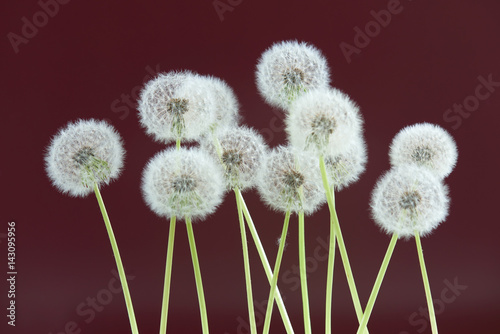 Dandelion flower on dark purple color background  group objects on blank space backdrop  nature and spring season concept.