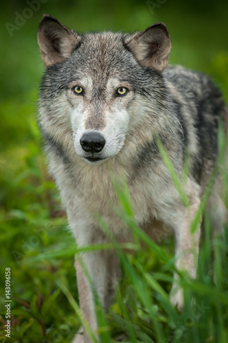 Grey Wolf (Canis lupus) Looks Forward