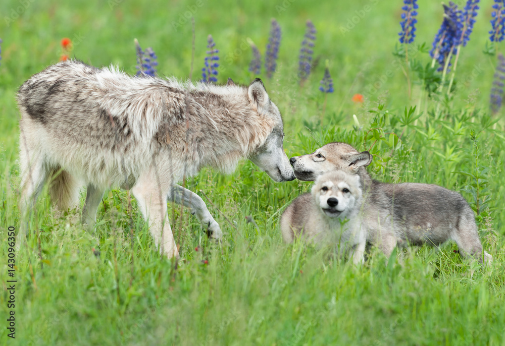 Grey Wolf (Canis lupus) Greets Pups Grey Wolf (Canis lupus) Greets Pups