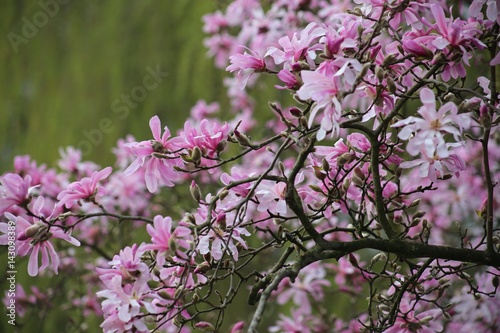 Tableau sur toile Ast einer rosa sternförmigen Magnolie (Magnolia Loebneri, Leonard Messel) vor gr
