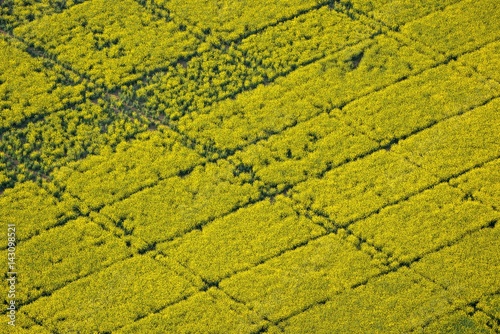 Rapeseed field, aerial