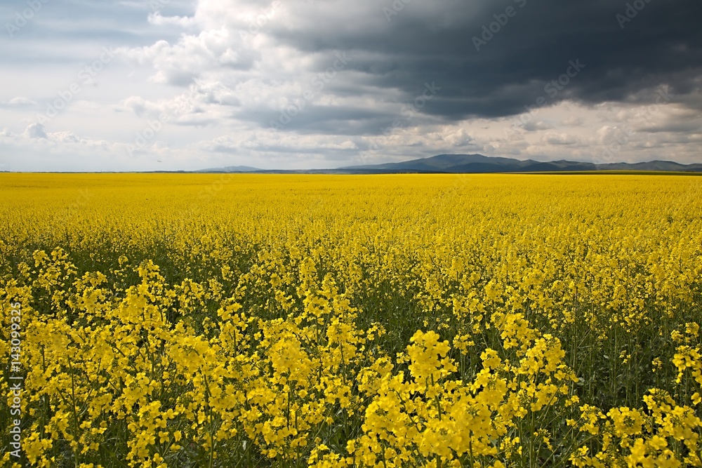 Obraz premium Rapeseed field landscape