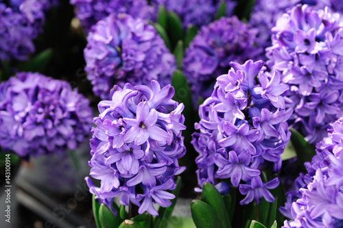 close up on purple hyacinth flower in spring