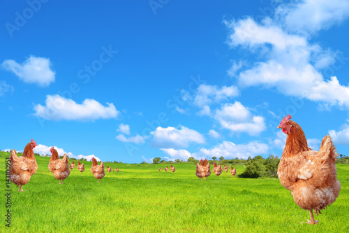 Galline nel campo photo
