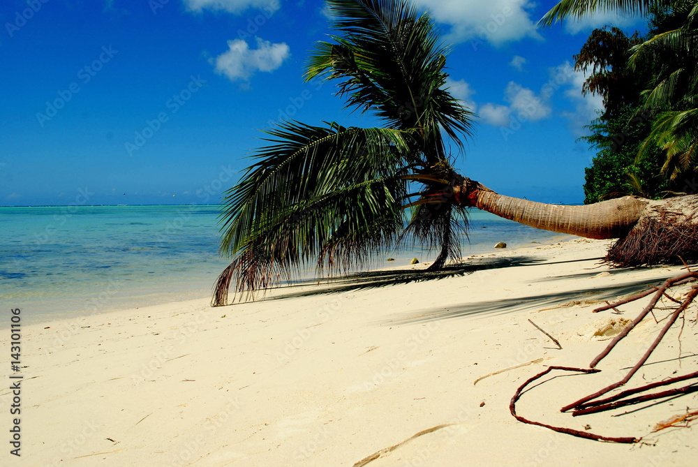 Bent coconut at Micro Beach, Saipan Micro Beach in Garapan, Saipan is