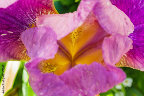 Fototapeta Naklejka Na Ścianę i Meble -  Purple iris in direct sunlight
