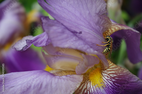Fototapeta Naklejka Na Ścianę i Meble -  Yellow jacket wasp on a lavender iris bloom