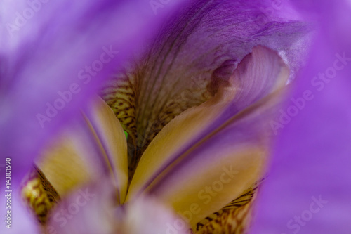 Fototapeta Naklejka Na Ścianę i Meble -  Macro details of inner lavender iris flower
