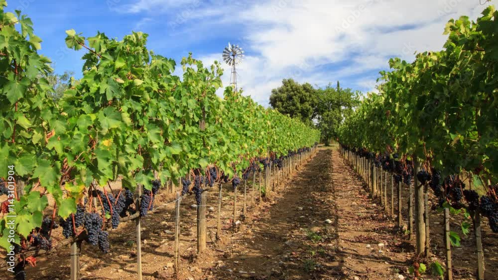 Time-lapse of vineyard landscape and old-style windmill in Tuscany, Italy Time-lapse of vineyard landscape and old-style windmill in Tuscany, Italy