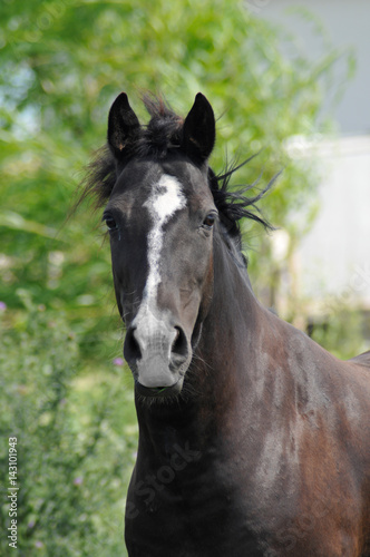 Bay or black horse, close up head shot