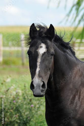 Bay or black horse  close up head shot