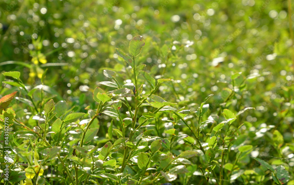 Leaves of blueberry covered with dew.