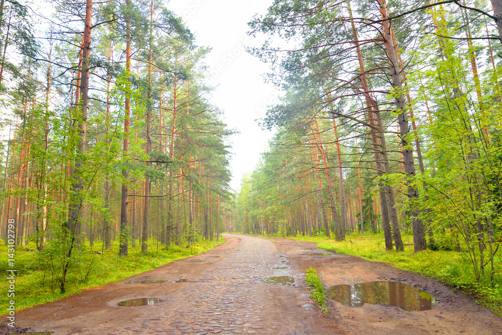 Old cobblestone road in pine forest at summer. Old cobblestone road in pine forest at summer.