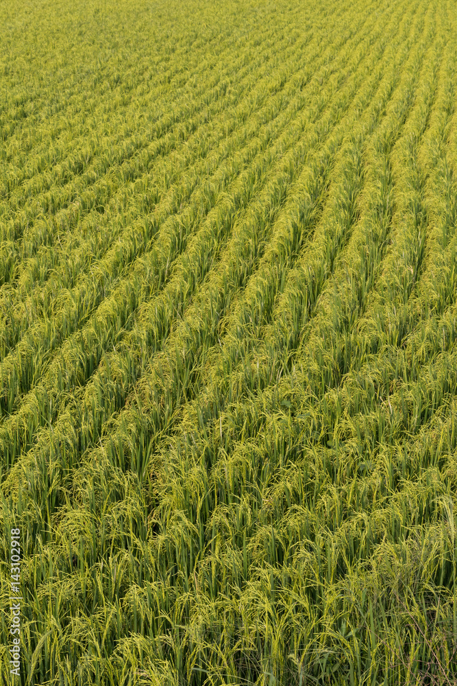 Green rice field background.