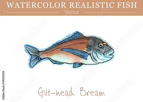 Hand painted watercolor fish isolated on white background. Gilt-head bream, Sparus aurata, Sparidae family fish. Colorful edible, saltwater fish. Vector illustration.