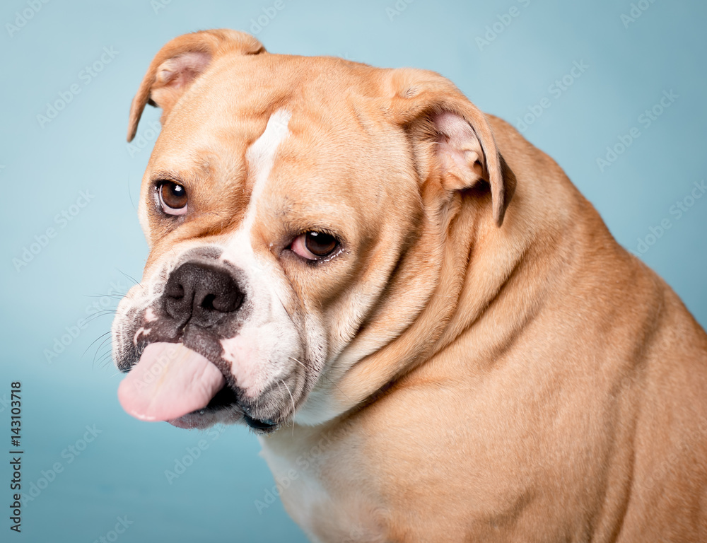 Bulldog with tongue out