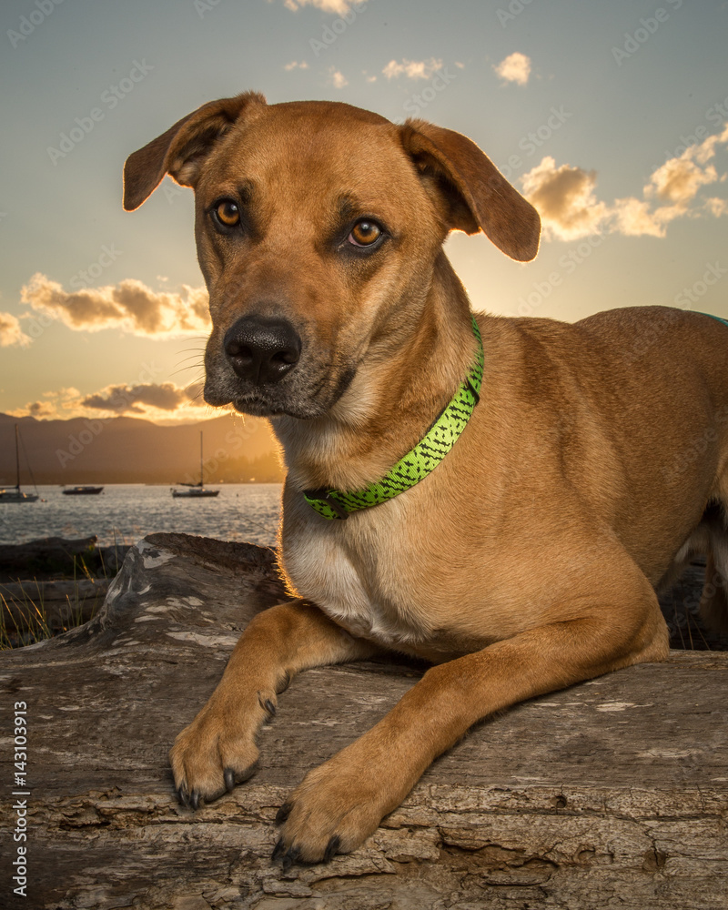 Rhodesian Ridgeback Rhodesian Ridgeback