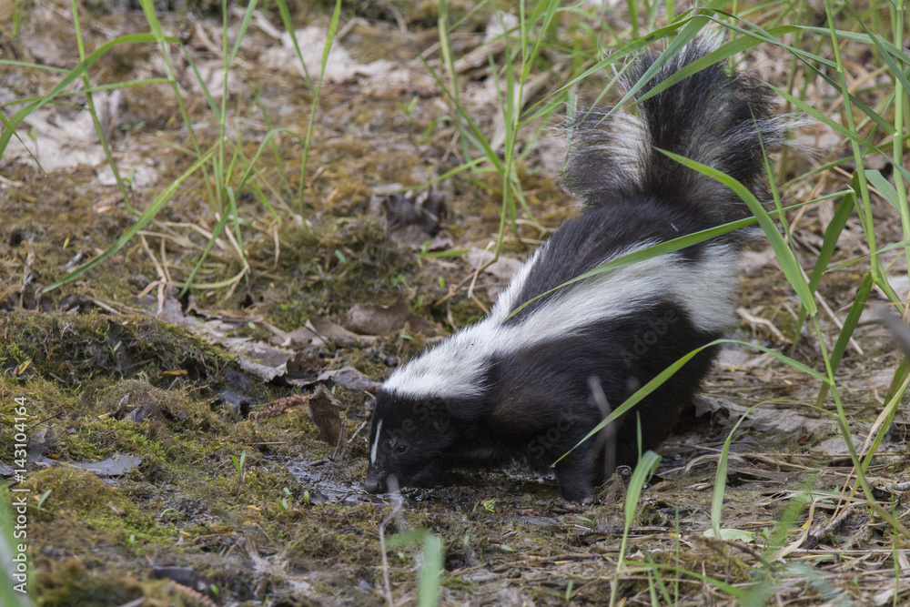 Striped skunk (Mephitis mephitis) in spring Striped skunk (Mephitis mephitis) in spring
