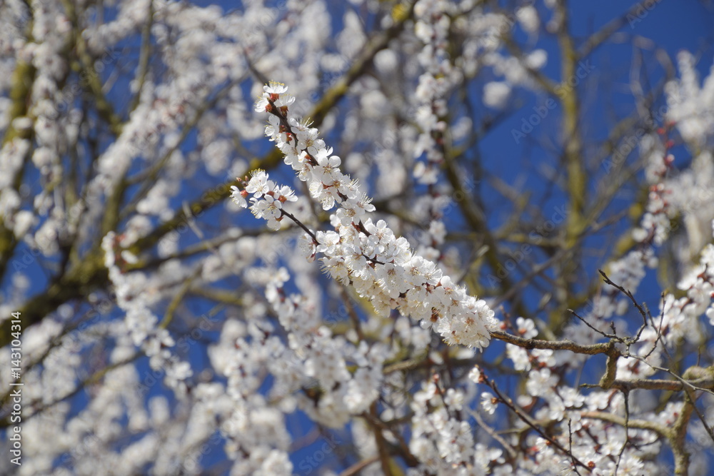 Spring flowering trees. Pollination of flowers of apricot. Blooming wild apricot in the garden Spring flowering trees. Pollination of flowers of apricot. Blooming wild apricot in the garden