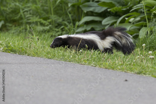Striped skunk (Mephitis mephitis)  in spring