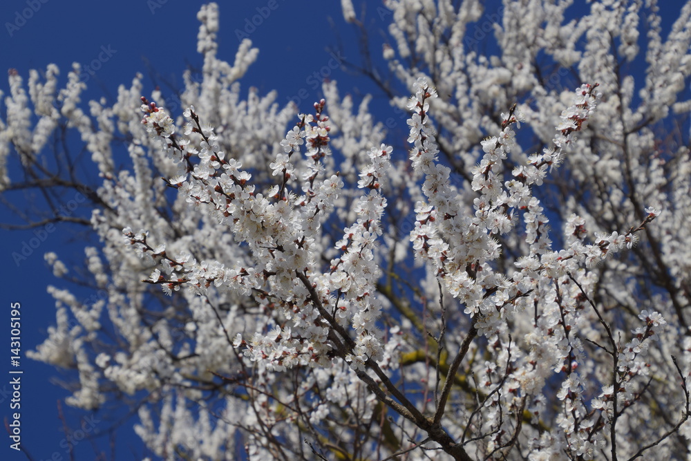 Spring flowering trees. Pollination of flowers of apricot. Blooming wild apricot in the garden Spring flowering trees. Pollination of flowers of apricot. Blooming wild apricot in the garden