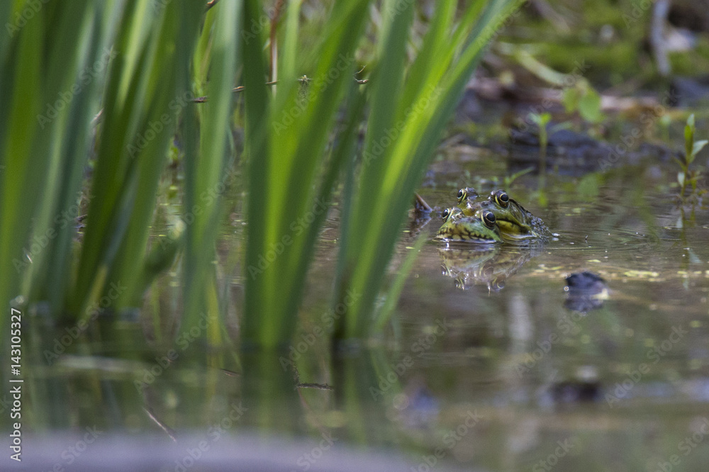 Common Marsh frog Common Marsh frog