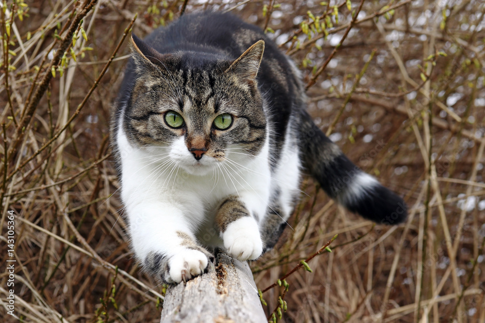 Eine Katze wetzt ihre Krallen. Eine Katze kurz vor dem Angriff