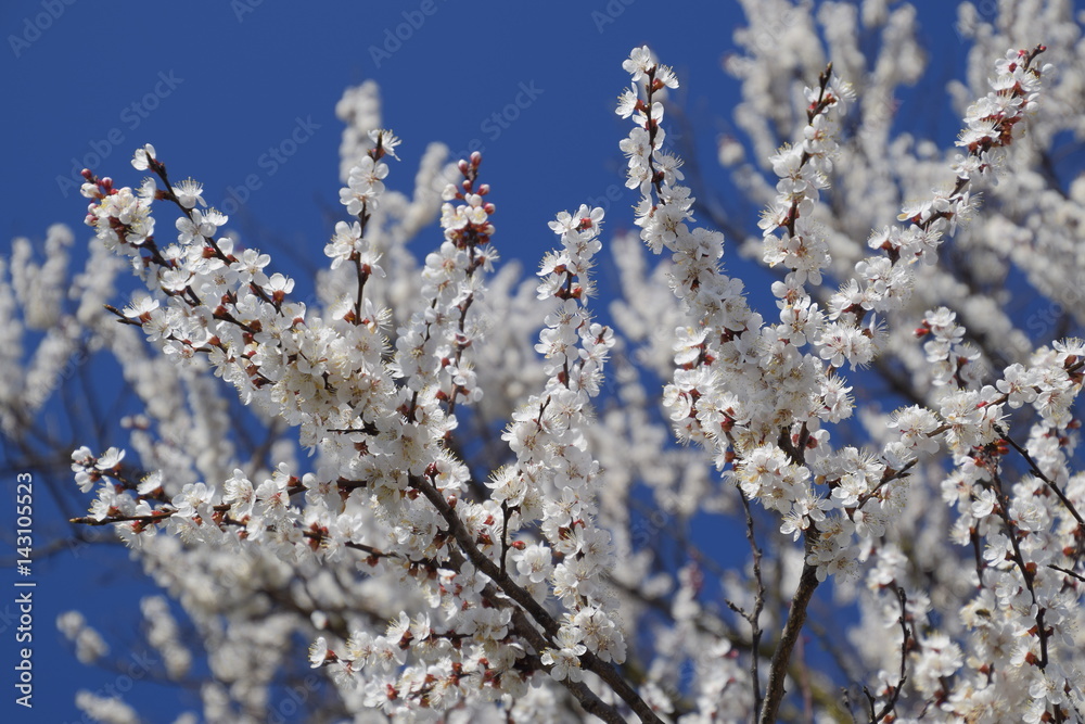 Spring flowering trees. Pollination of flowers of apricot. Blooming wild apricot in the garden
