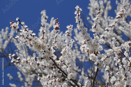 Spring flowering trees. Pollination of flowers of apricot. Blooming wild apricot in the garden