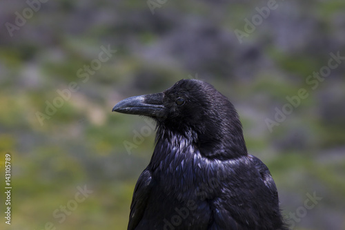 Close up of Raven blackbird face