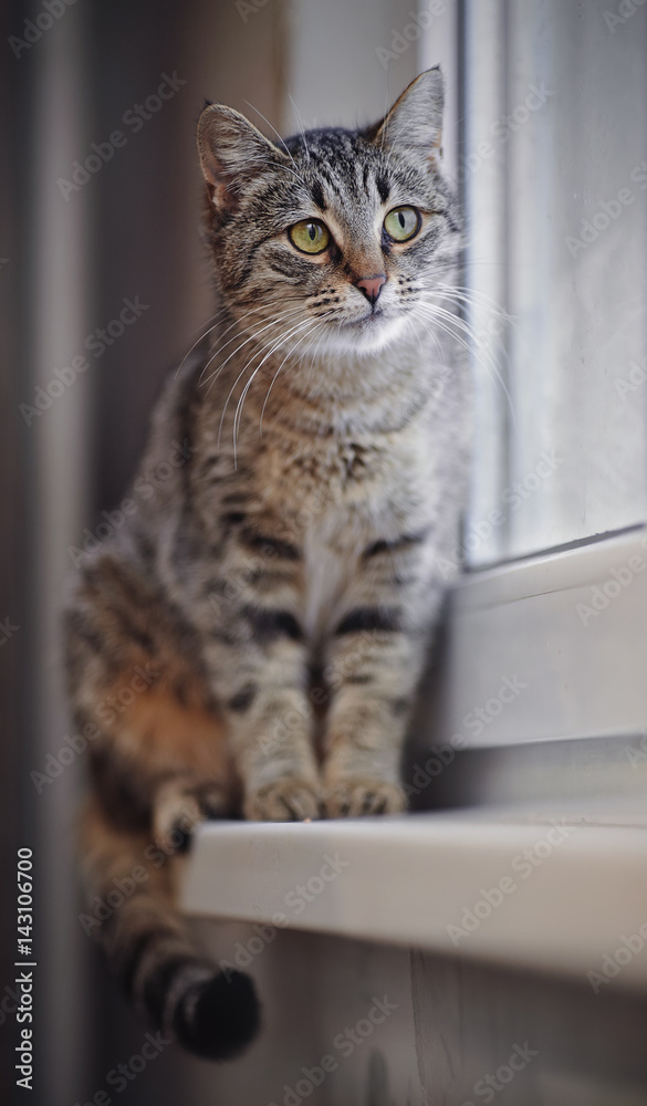 Grey striped cat sitting on the windowsill. Grey striped cat sitting on the windowsill.