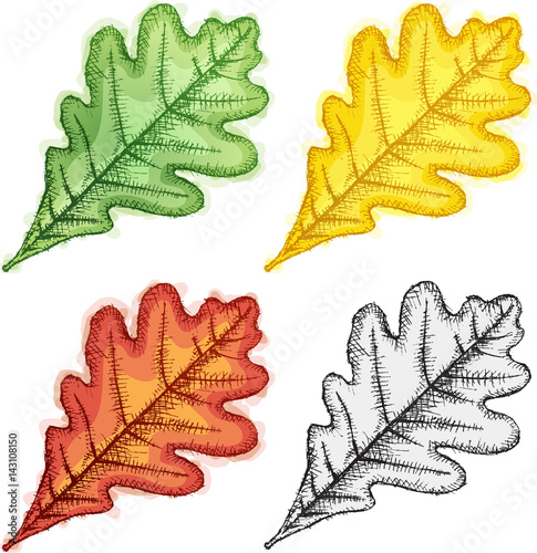 oak leaf sketch 1 (CS4) photo