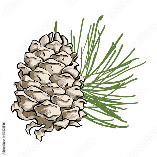 Vector composition with cedar cone and coniferous brunch