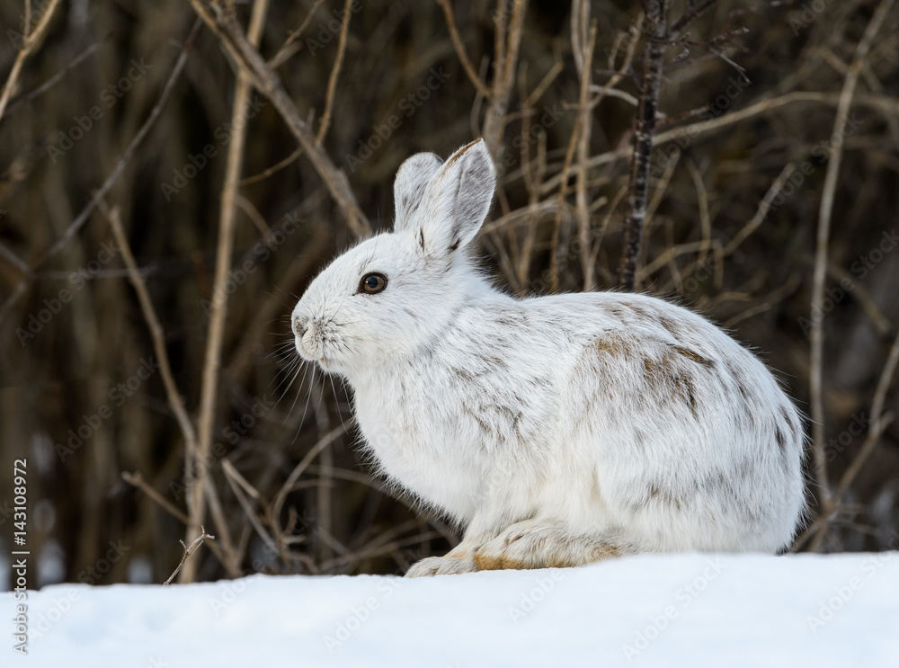 White Snowshoe Hare Portrait in Early Spring White Snowshoe Hare Portrait in Early Spring