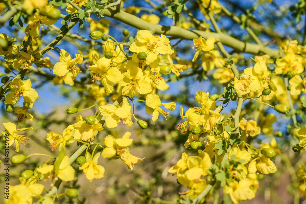 Desert tree with yellow flowers blooming during spring Desert tree with yellow flowers blooming during spring