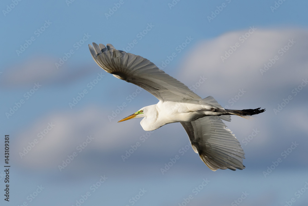 Obraz premium Egret