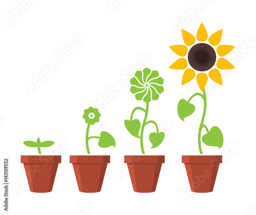 vector sunflower plant growth stages concept