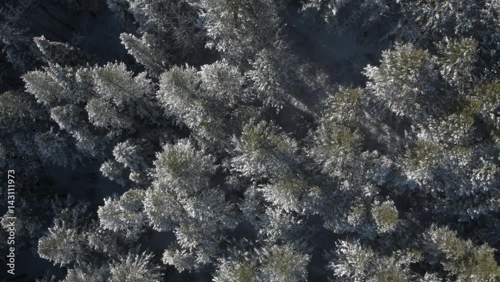 Rising view above forest dusted with snow Rising view above forest dusted with snow