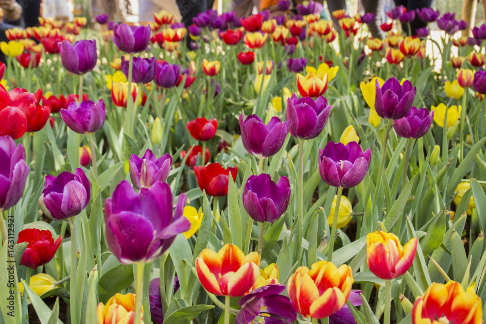colorful tulips. tulips in garden with blurred background