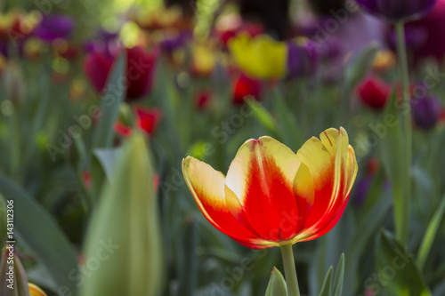 colorful tulips. tulips in garden with blurred background