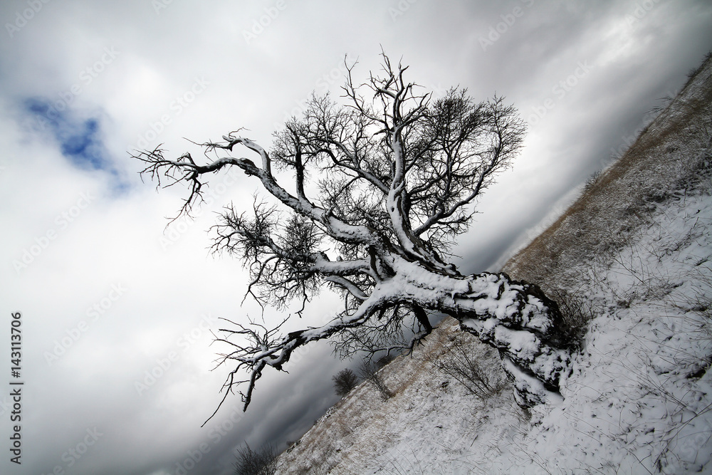 Dead Tree without Leaves at winter Dead Tree without Leaves at winter