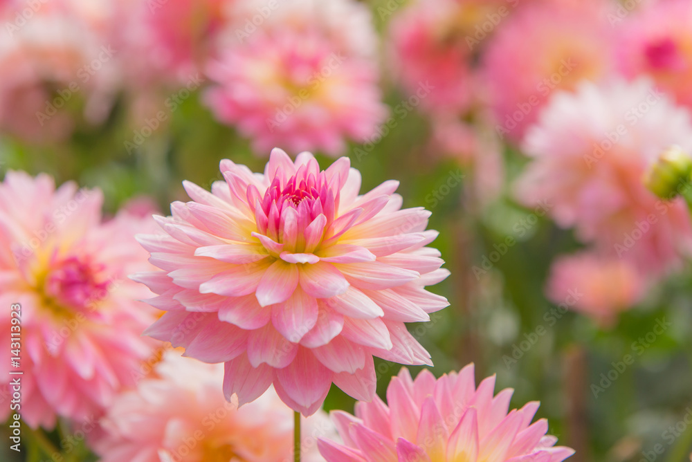 colorful of dahlia pink flower in Beautiful garden colorful of dahlia pink flower in Beautiful garden