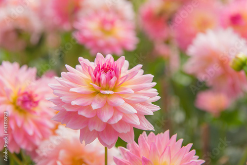 Fotografiet colorful of dahlia pink flower in Beautiful garden
