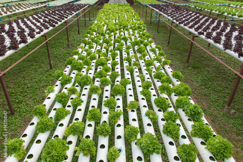 Organic hydroponic vegetable in the cultivation farm
