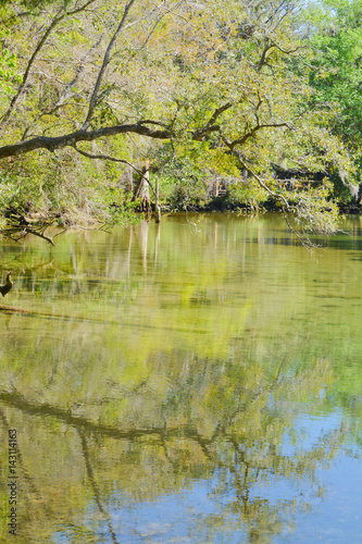 homasassa springs state park in Homasassa, Florida photo