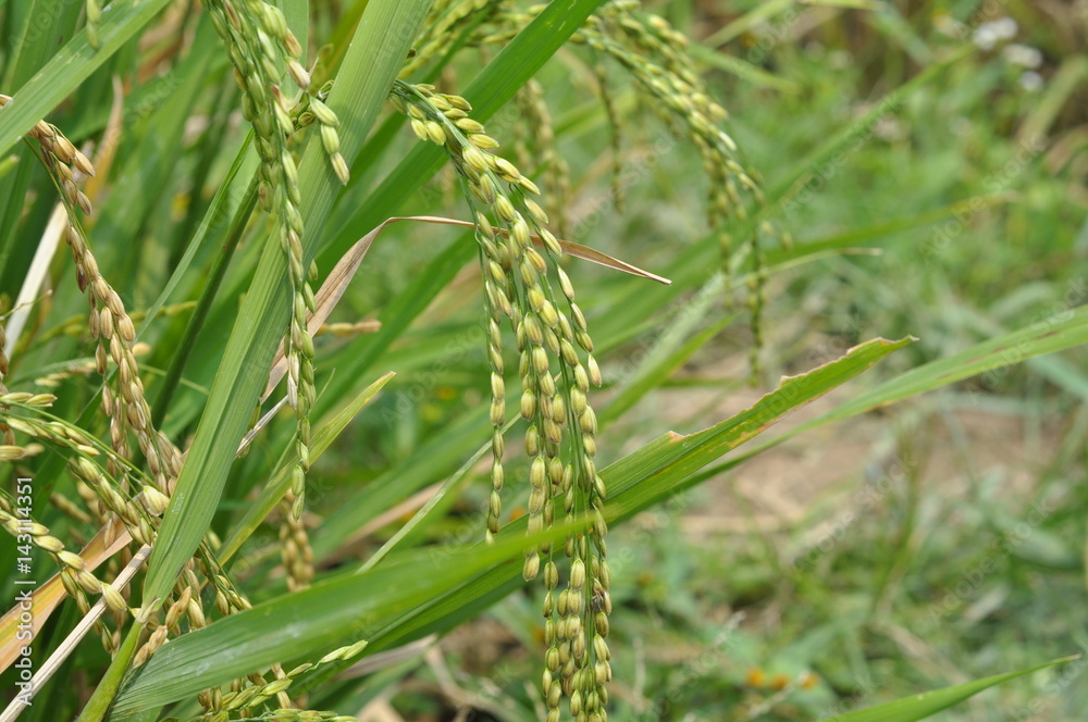 Close up of green paddy rice