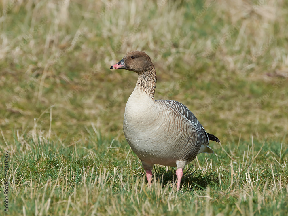 Pink-footed goose (Anser brachyrhynchus) Pink-footed goose (Anser brachyrhynchus)